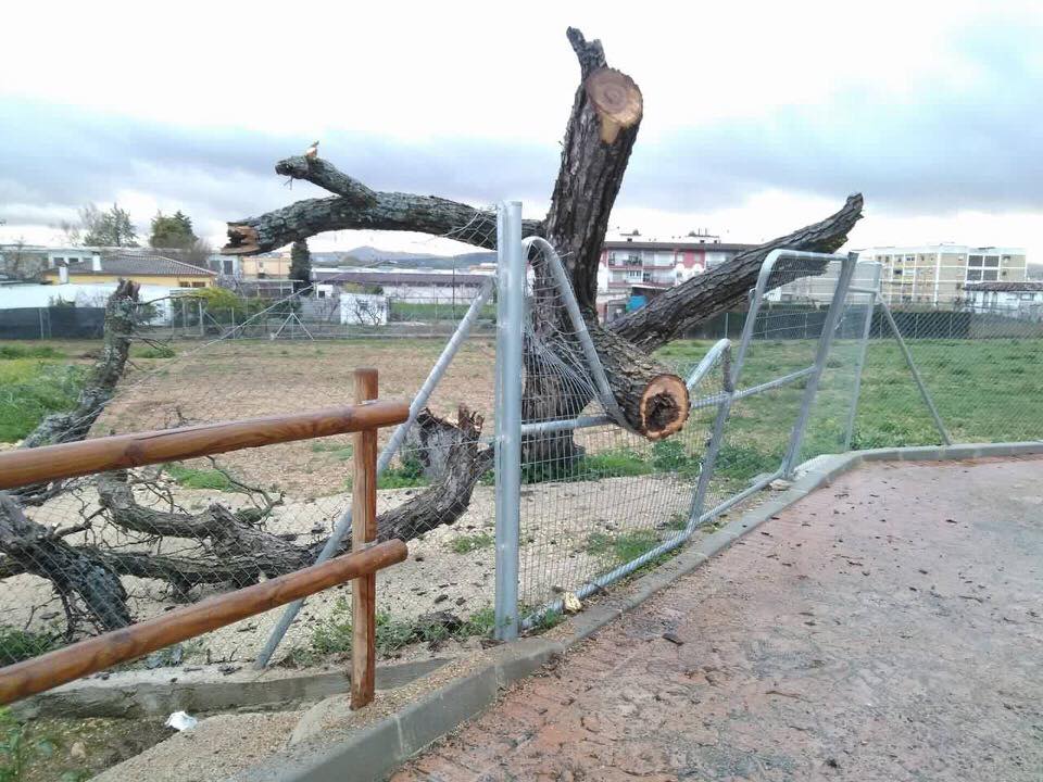 Efectos del vendaval en Cabra el 3 de febrero de 2017.